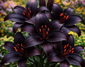 Blackstone Lily Bulbs (5) – Dark Burgundy Asiatic Lilies