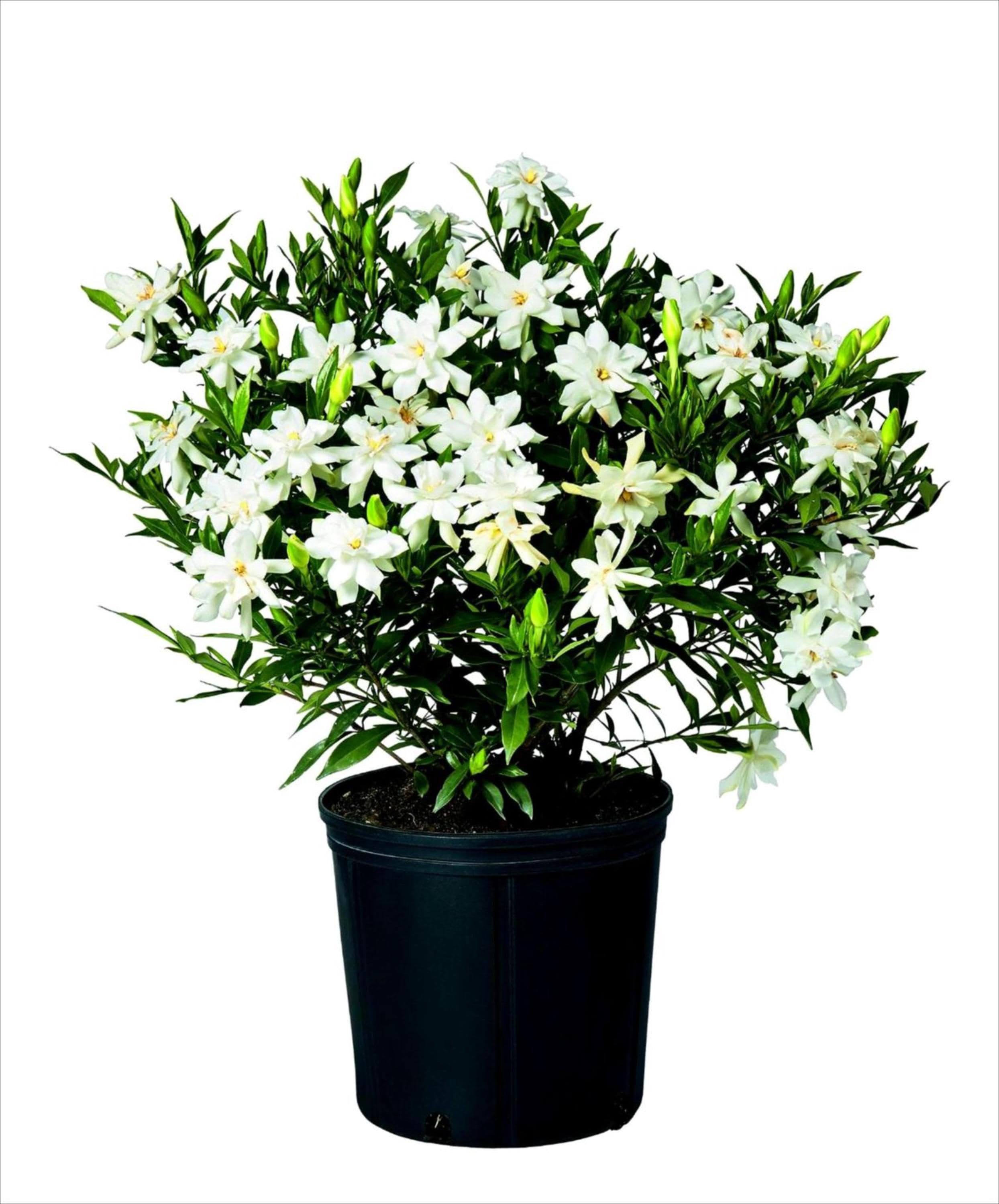 blaufarn zimmerpflanze Phlebodium aureum 'Blue Star' kaufen