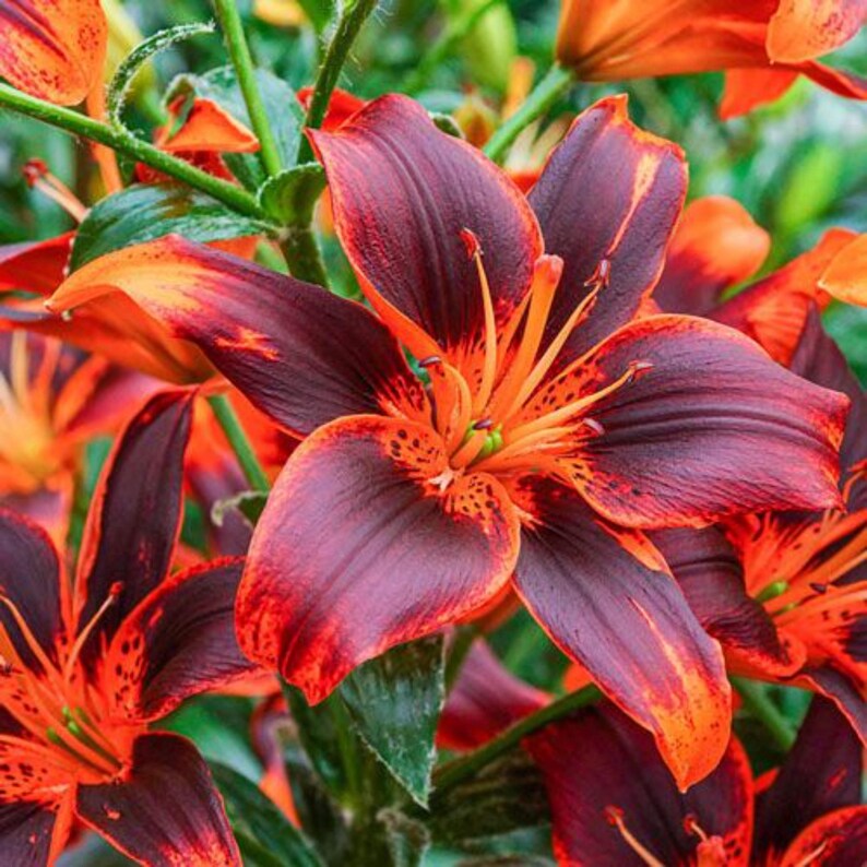 Forever Susan Asiatic Lily Bulbs