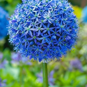 Blaue Allium-Glühbirnen Pre Chilled Indoor treibende Birnen