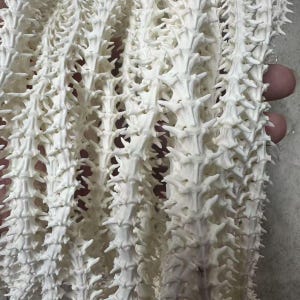 Pode incluir: Uma coleção de múltiplas colunas vertebrais animais alongadas de cor branco-osso, apresentando segmentos vertebrais distintos, afiados e salientes dispostos em filas verticais paralelas, criando uma aparência orgânica, esquelética e texturizada.