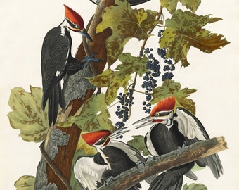 John James Audubon Reproductions - Pileated Woodpecker, 1831. Fine Art Print.