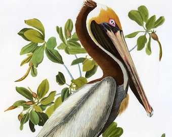 John James Audubon Reproductions - Birds of America, Brown Pelican, 1827-1835. Fine Art Print.