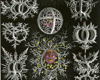 Fine Art Reproduction. Art Forms in Nature: Ernst Haeckel. Stephoidea, 1899. Fine Art Print.