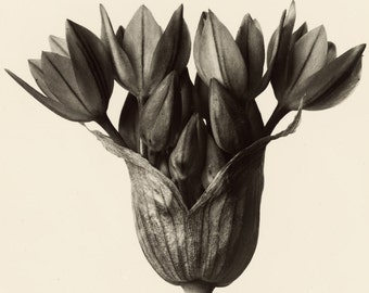 Masters of Photography: Karl Blossfeldt - Allium