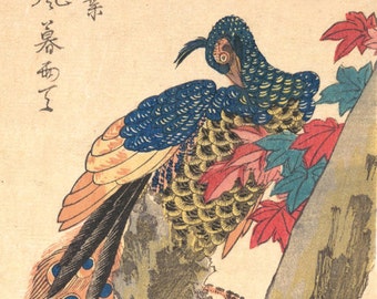 Japanese Art. Fine Art Reproduction.  Hiroshige: Birds -  Peacock Perched on a Maple Tree, c.1830s. Fine Art Print