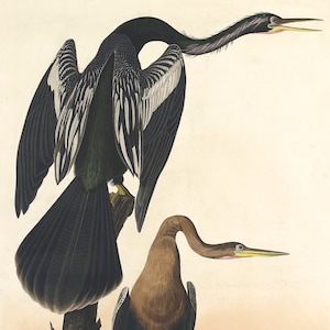 John James Audubon Reproductions - Birds of America,  American Anhinga [Black-bellied Darter], 1827-1835. Fine Art Print.