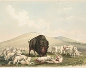 George Catlin The Indian Gallery - Buffalo and White Foxes, c. 1840s - Fine Art Print.