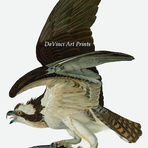 May include: A brown and white osprey with its wings spread wide, holding a silver fish in its talons. The osprey is perched on a blue and white surface, with the text "DaVinci Art Prints" in the background.