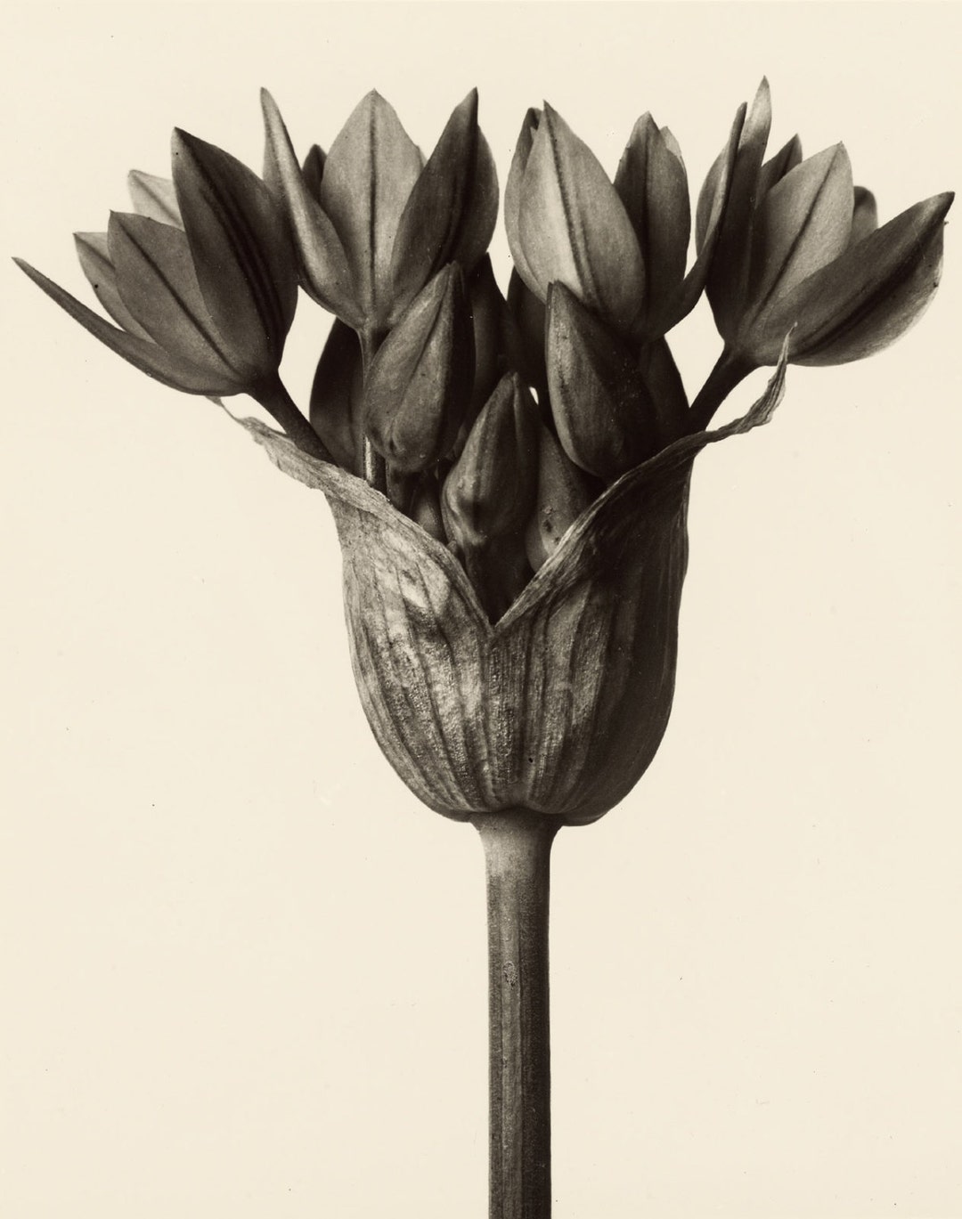 未使用　Karl Blossfeldt  植物画　ボタニカルアート　カールブロス KARL BLOSSFELDT｜EGGSEED
