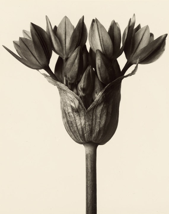 Masters of Photography: Karl Blossfeldt - Allium