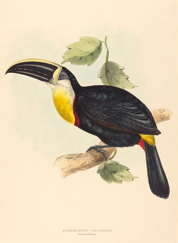 John Gould Print Reproductions: Osculant Toucan, c. 1870 Fine Art Print.