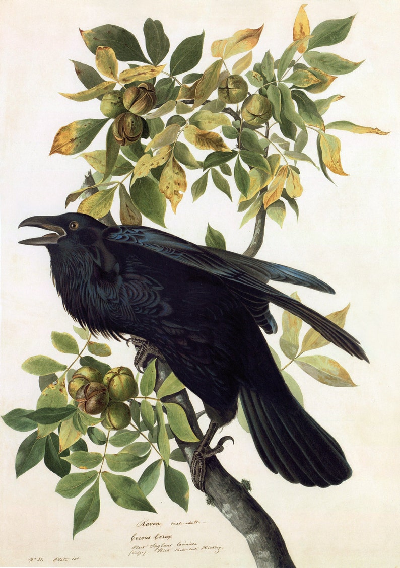 John James Audubon Watercolor Reproductions Common Raven, 1829. Fine Art Print. image 1