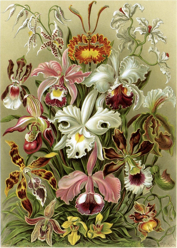 Art Forms In Nature Ernst Haeckel Orchideae 19 Fine Art Etsy
