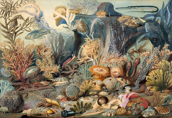 Fine Art Reproduction Art Forms In Nature Ocean Life By Etsy Fine Art Reproduction Art Forms In Nature Ocean Life By Etsy