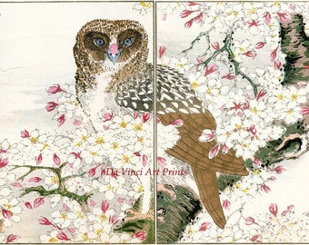 Japanese Art. Woodblock Bird and Flower Print Reproductions: Numata Kashu - Owl and Cherry Blossoms, c.1880s - Fine Art Print