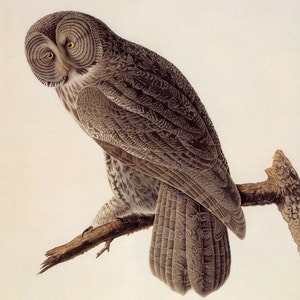 John James Audubon Watercolor Reproductions - Great Grey Owl, c, 1834. Fine Art Print.