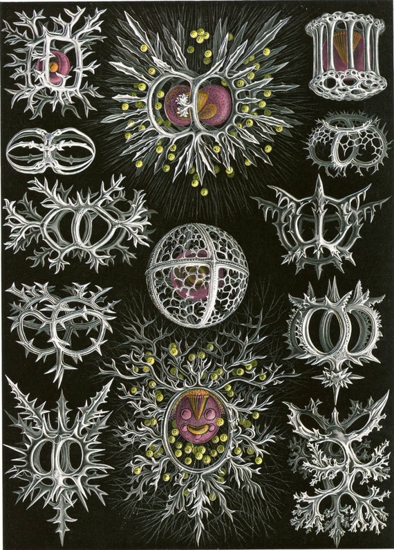 Fine Art Art Forms in Nature: Ernst Haeckel. |