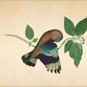 Indian Roller on a Sandalwood Branch by Shaik Zain ud-Din, 1779. India Painting Reproduction - Fine Art Print