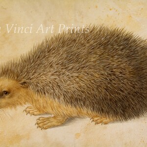 Fine Art Reproduction. A Hedgehog - after Albrecht Durer by Hans Hoffmann, c.1580. Fine Art Print.