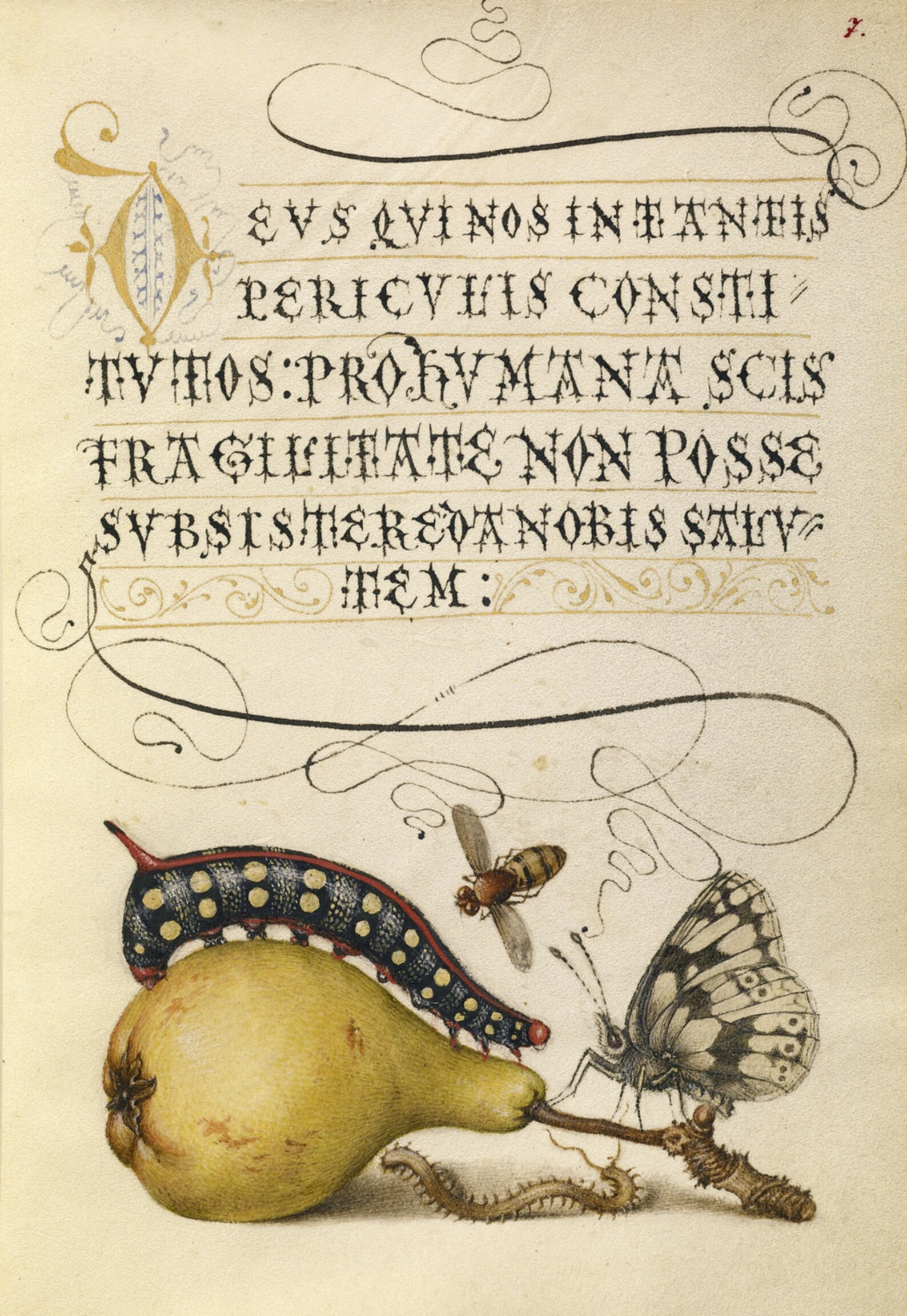 Illuminated Manuscripts Reproduction: Mira Calligraphie Momenta, C
