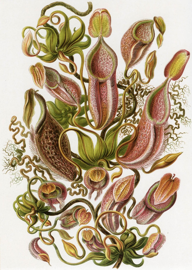 Art Forms in Nature Chaetopoda Ernst Haeckel Fine Art Print