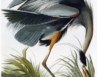 John James Audubon Reproductions - Birds of America, Great Blue Heron, 1827-1835. Fine Art Print.