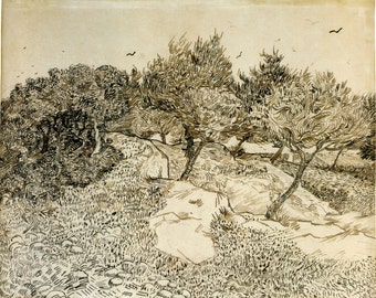 Van Gogh Reproduction.  Olive Trees, 1888 by Vincent van Gogh, Fine Art Print.