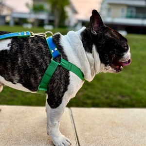 May include: A black and white French Bulldog wearing a green and blue dog harness. The harness has a blue strap across the chest and a green strap around the body. The dog is standing on a concrete surface with green grass in the background.
