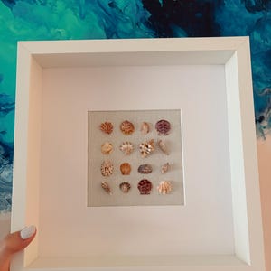 Caja de sombras con rejilla de conchas marinas pequeñas