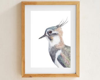 Lapwing Bird Art print