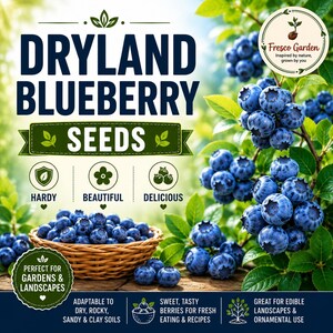 May include: A product label for Dryland Blueberry Seeds featuring a wicker basket filled with fresh blue berries and a branch of blueberries. The text reads Dryland Blueberry Seeds, Hardy, Beautiful, Delicious, and Fresco Garden.