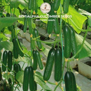 May include: A close-up of Beit Alpha cucumber plants with many green cucumbers hanging from vines. The text "BEIT ALPHA CUCUMBER SEEDS" and "Non-GMO seeds" is visible in the image. The cucumbers are long and cylindrical.