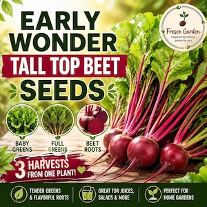 May include: Early Wonder Tall Top Beet seeds packet graphic featuring text and images of beet plants. The design displays baby greens, full greens, and beet roots with deep red bulbs and vibrant green leaves. Text includes 3 harvests from one plant.
