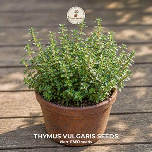 May include: A potted thyme plant, Thymus vulgaris, with small green leaves, sits in a terracotta pot. The image includes the text "THYMUS VULGARIS SEEDS" and "Non-GMO seeds". The plant is on a wooden surface.