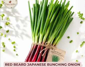 Red Beard Japanese Bunching Onion Seeds 25ct | Heirloom Red Scallion (Non-GMO)