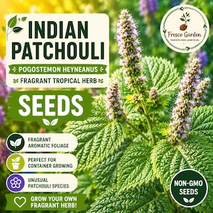 May include: Indian Patchouli Pogostemon Heyneanus seeds packet label featuring a green plant with textured leaves and tall purple flower spikes. The text reads Indian Patchouli, Pogostemon Heyneanus, Fragrant Tropical Herb, Seeds, Non-GMO Seeds, and Fresco Garden.