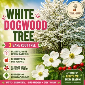 1 Bare Root Tree | 12-24" White Dogwood | Cornus Florida | Native Flowering Tree | Cottage Garden Accent