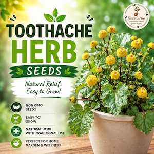 May include: A potted toothache herb plant with bright yellow, spherical flower heads and textured green leaves. The text reads TOOTHACHE HERB SEEDS, Natural Relief. Easy to Grow!, NON GMO SEEDS, EASY TO GROW, NATURAL HERB WITH TRADITIONAL USE.