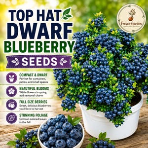 May include: A potted dwarf blueberry plant with dense clusters of small blue berries and green leaves, accompanied by a bowl of loose blueberries. Text on the image reads: TOP HAT DWARF BLUEBERRY SEEDS, Fresco Garden, and descriptive bullet points.