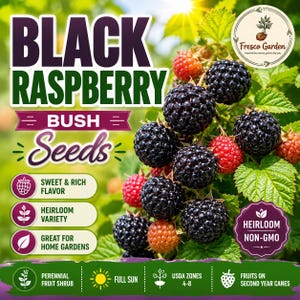 May include: A packet of black raspberry bush seeds featuring text that reads Black Raspberry Bush Seeds, Sweet & Rich Flavor, Heirloom Variety, Great for Home Gardens, Heirloom Non-GMO, Perennial Fruit Shrub, Full Sun, USDA Zones 4-8.