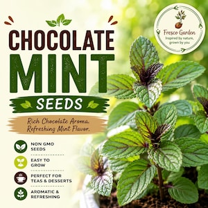 May include: Chocolate Mint seeds packaging featuring a vibrant green mint plant with dark purple stems. The text reads Chocolate Mint Seeds, Rich Chocolate Aroma, Refreshing Mint Flavor, Non GMO Seeds, Easy To Grow, Teas & Desserts, Aromatic & Refreshing.
