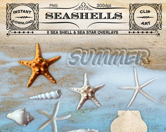 Seashell CLIPARTS Starfish OVERLAYS Realistic Sea star Transparent Background Printable Download for Photographer Blog Scrapbooking  235