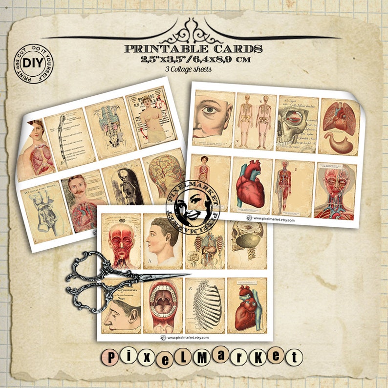 May include: Printable cards featuring vintage anatomical illustrations. The cards are 2.5 inches by 3.5 inches and come on 3 collage sheets. The illustrations include the human heart, lungs, skeleton, and more.