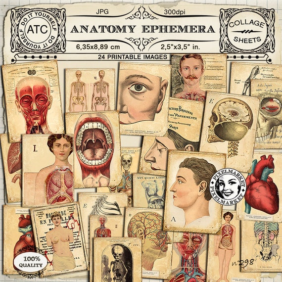 ANATOMY EPHEMERA Vintage medical illustrations Anatomy chart Printable collage sheet Atc Aceo card Pdf download Digital Scrapbooking