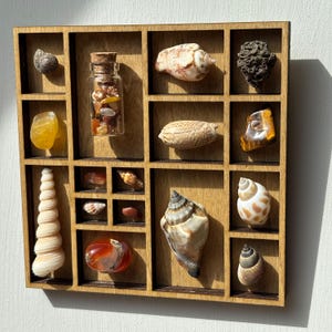 May include: A wooden display case with various compartments, each containing a different seashell, stone, or mineral. The collection includes a variety of shapes, sizes, and colours, including a small glass bottle filled with colourful stones. The case is made of light-coloured wood.