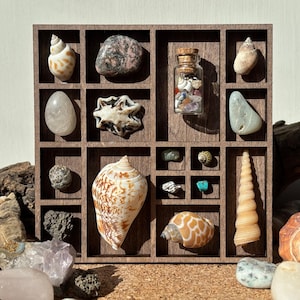 Puede incluir: Un expositor de madera lleno de varias conchas marinas, piedras y una pequeña botella de vidrio con un corcho. Las conchas varían en tamaño, forma y color, incluyendo conchas en espiral y de caracola. Las piedras son en tonos grises, rosas y verdes.