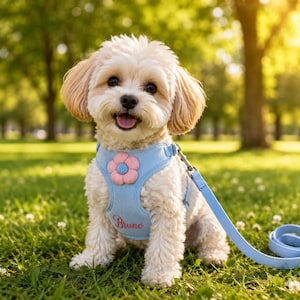Può includere: Un piccolo cane color crema indossa un'imbracatura azzurra con un fiore rosa come ornamento. L'imbracatura ha il nome "Bruno" ricamato. È attaccato un guinzaglio blu abbinato. Il cane è seduto sull'erba verde in un parco.