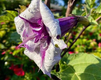 Datura Metel Live Plant – Purple White Devil’s Trumpet Exotic Garden Flower