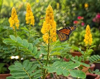 Yellow Candlestick Plant – Senna Alata Popcorn Cassia Live Flowering Garden Plant